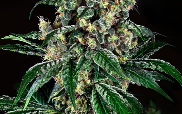 Kandy x Nicole Feminisierte (Weed Seed Shop) – offizielles Produktbild