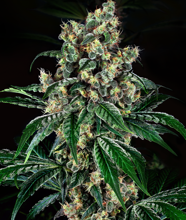 Kandy x Nicole Feminisierte (Weed Seed Shop) – offizielles Produktbild
