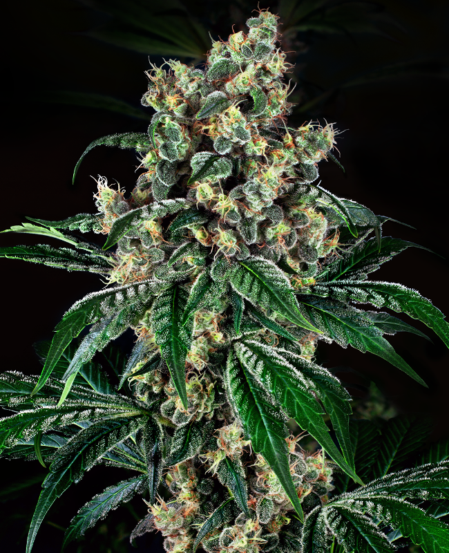 Kandy x Nicole Feminisierte (Weed Seed Shop) – offizielles Produktbild