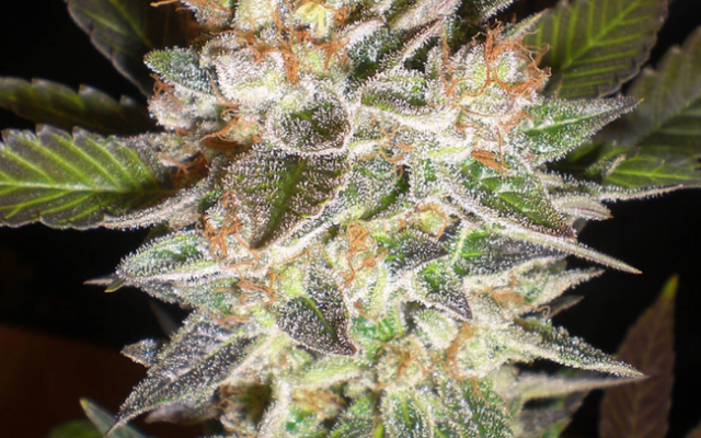Cheese x Candy Kush Feminisierte (Weed Seed Shop) – offizielles Produktbild
