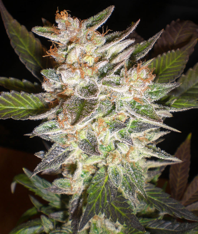 Cheese x Candy Kush Feminisierte (Weed Seed Shop) – offizielles Produktbild