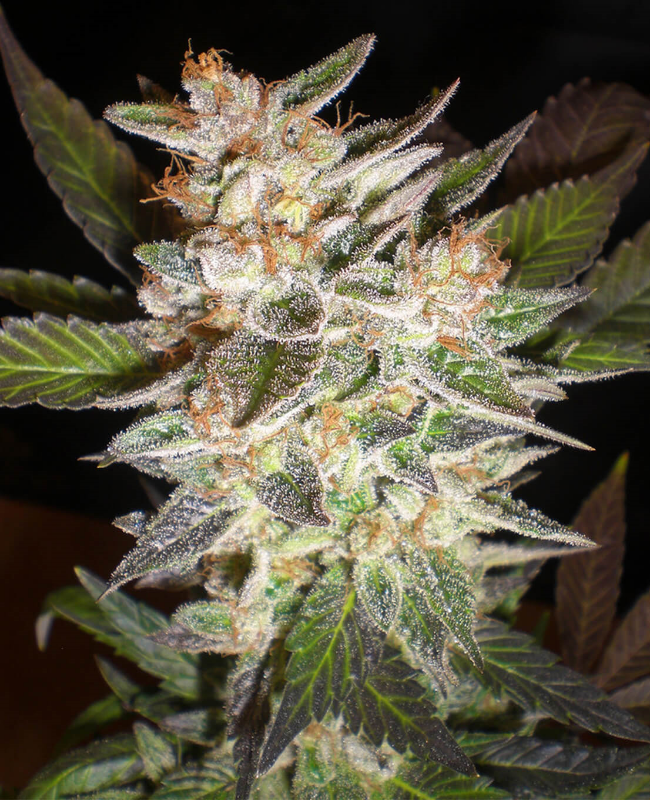 Cheese x Candy Kush Feminisierte (Weed Seed Shop) – offizielles Produktbild