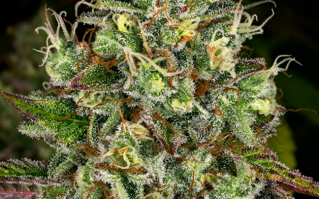 Gelato White Feminisierte (Weed Seed Shop) – offizielles Produktbild
