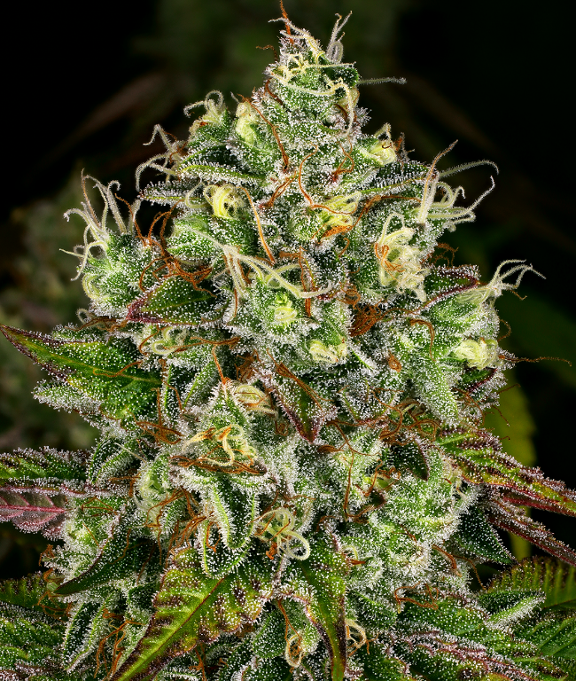 Gelato White Feminisierte (Weed Seed Shop) – offizielles Produktbild