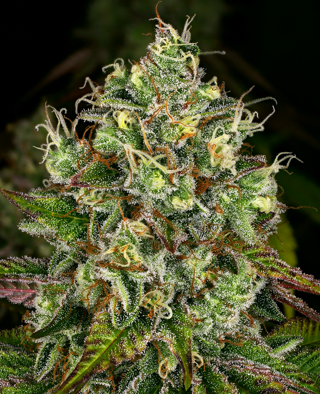 Gelato White Feminisierte (Weed Seed Shop) – offizielles Produktbild