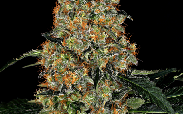 Nicole Bubba Kush Feminisierte (Weed Seed Shop) – offizielles Produktbild