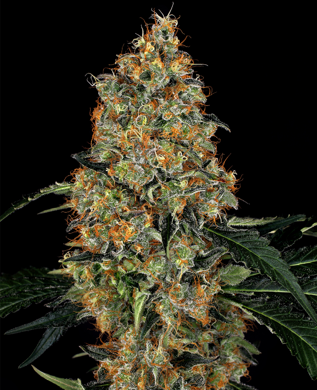 Nicole Bubba Kush Feminisierte (Weed Seed Shop) – offizielles Produktbild