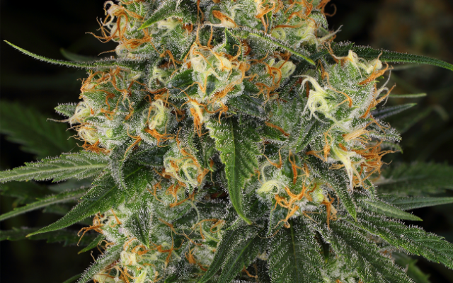 Nicole Kush Feminisierte (Weed Seed Shop) – offizielles Produktbild