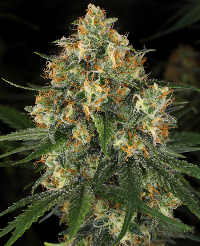 Nicole Kush Feminisierte (Weed Seed Shop) – offizielles Produktbild