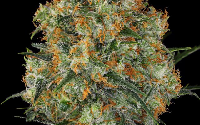 Wedding Cake Feminisierte (Weed Seed Shop) – offizielles Produktbild
