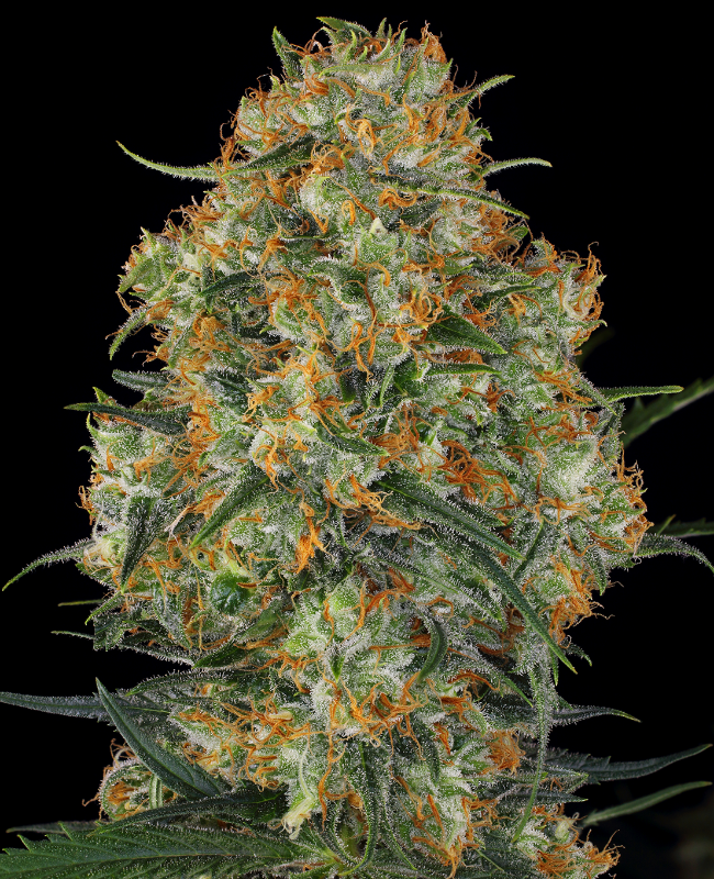Wedding Cake Feminisierte (Weed Seed Shop) – offizielles Produktbild