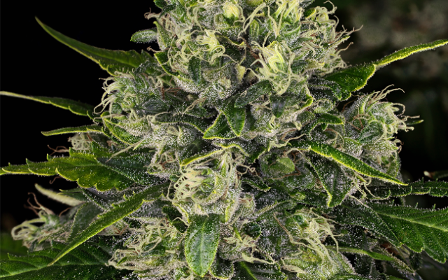 Double Tangie Banana Feminisierte (Weed Seed Shop) – offizielles Produktbild