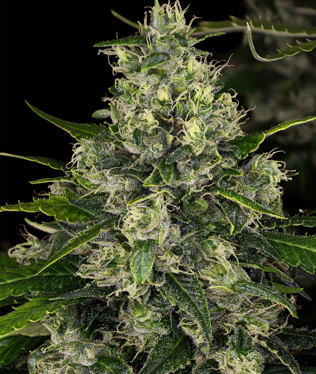 Double Tangie Banana Feminisierte (Weed Seed Shop) – offizielles Produktbild