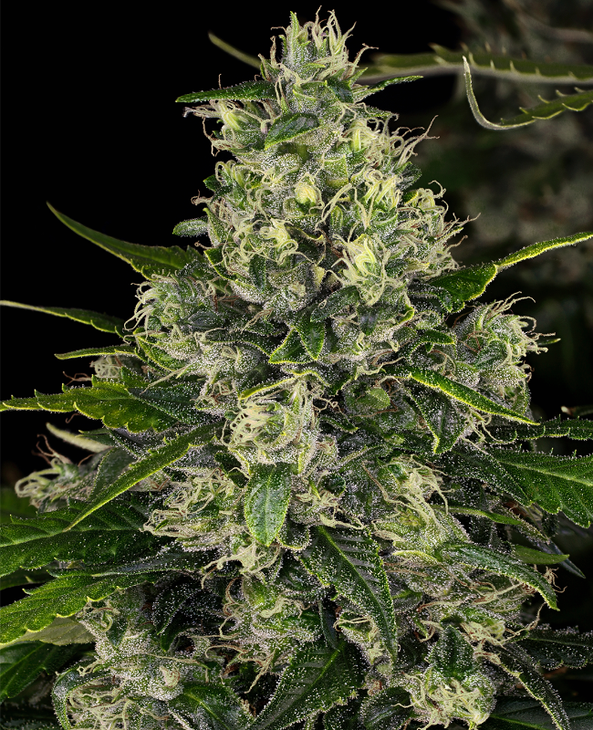 Double Tangie Banana Feminisierte (Weed Seed Shop) – offizielles Produktbild