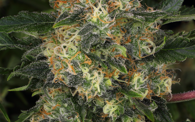 Guava Cake Feminisierte (Weed Seed Shop) – offizielles Produktbild