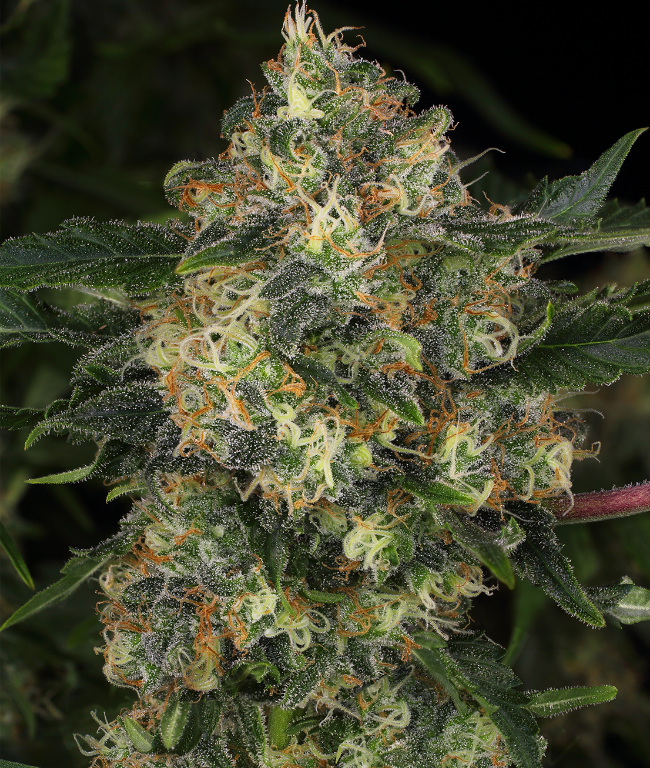 Guava Cake Feminisierte (Weed Seed Shop) – offizielles Produktbild