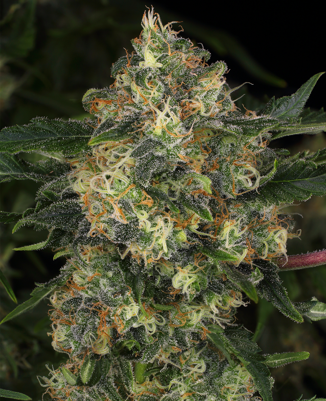 Guava Cake Feminisierte (Weed Seed Shop) – offizielles Produktbild
