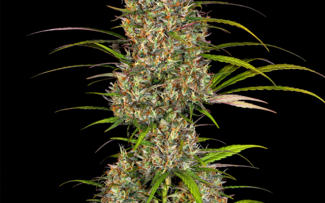 Lemon Haze Feminisierte (Weed Seed Shop) – offizielles Produktbild