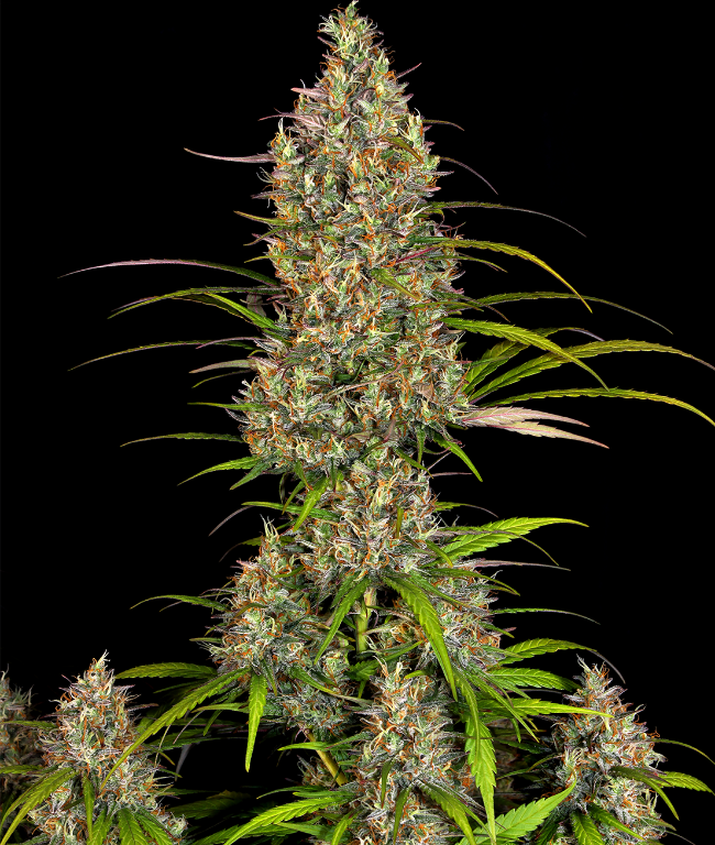 Lemon Haze Feminisierte (Weed Seed Shop) – offizielles Produktbild