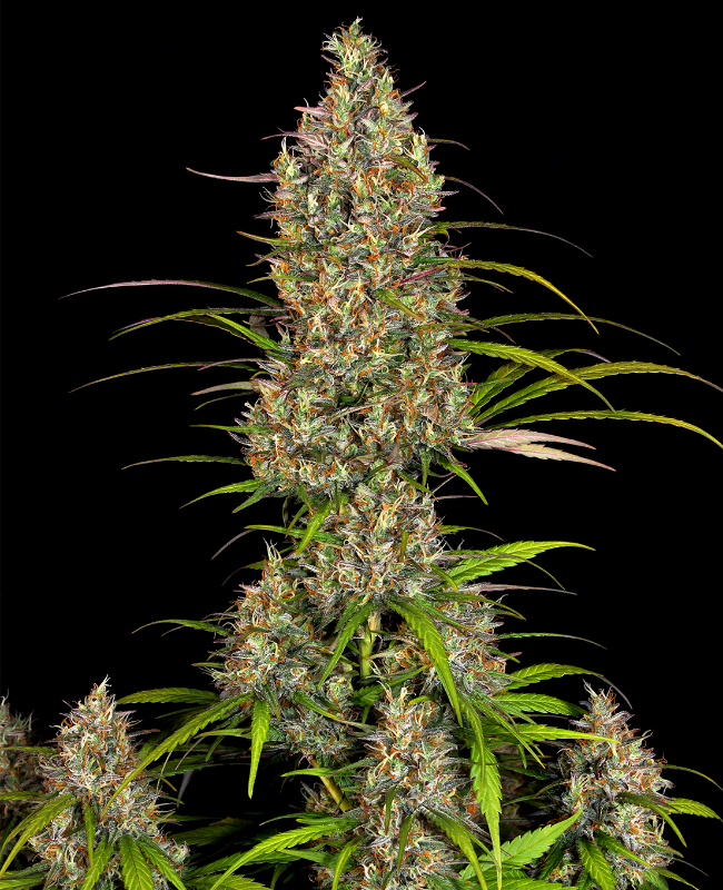 Lemon Haze Feminisierte (Weed Seed Shop) – offizielles Produktbild