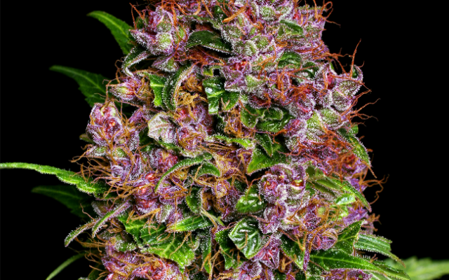 Purple Bud Feminisierte (Weed Seed Shop) – offizielles Produktbild
