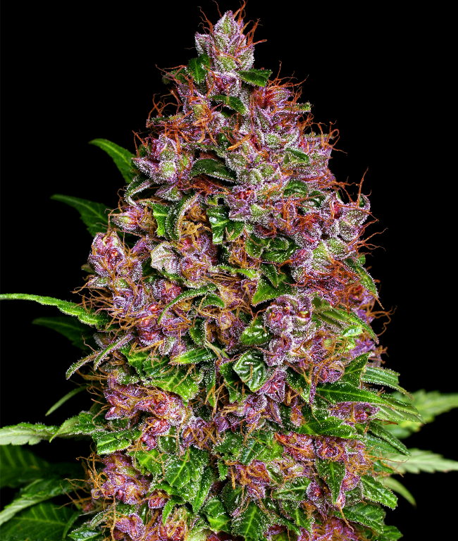 Purple Bud Feminisierte (Weed Seed Shop) – offizielles Produktbild