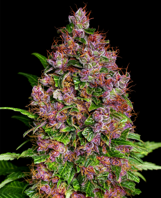 Purple Bud Feminisierte (Weed Seed Shop) – offizielles Produktbild