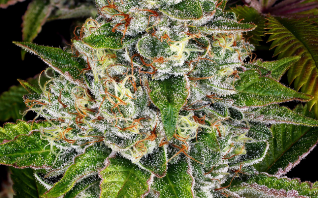 Do-Si-Dos Feminisierte (Weed Seed Shop) – offizielles Produktbild