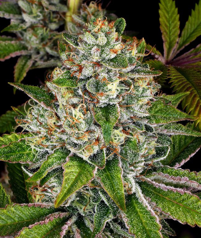 Do-Si-Dos Feminisierte (Weed Seed Shop) – offizielles Produktbild