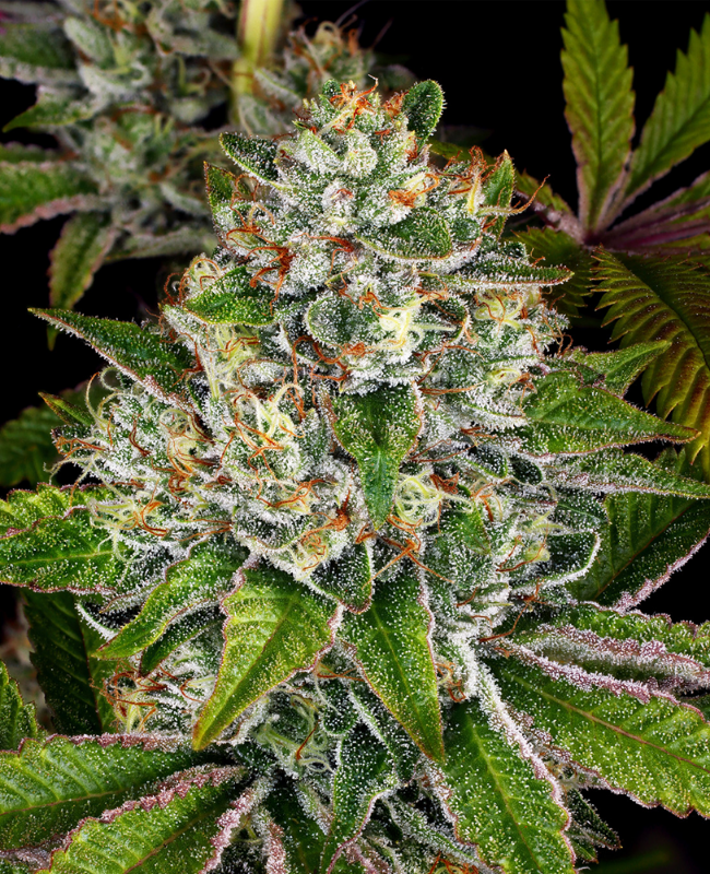 Do-Si-Dos Feminisierte (Weed Seed Shop) – offizielles Produktbild