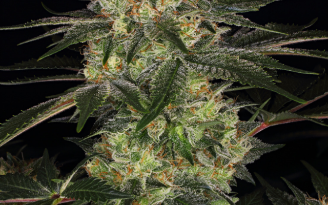 Chemdawg Feminisierte (Weed Seed Shop) – offizielles Produktbild