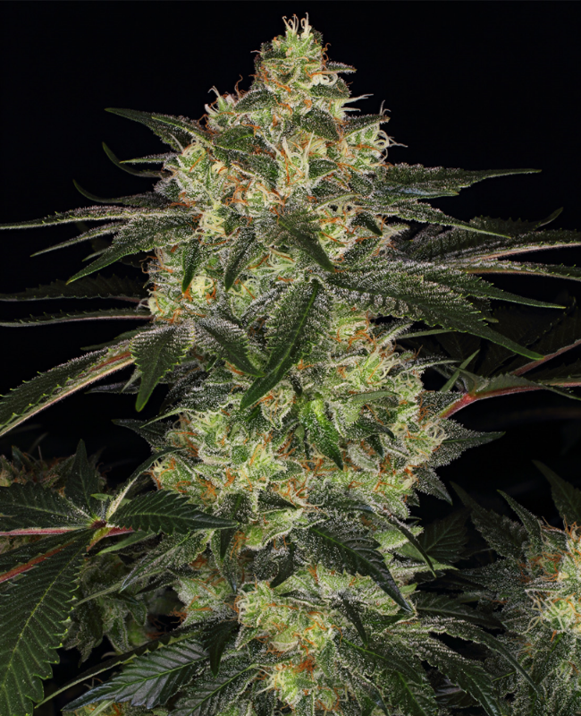 Chemdawg Feminisierte (Weed Seed Shop) – offizielles Produktbild