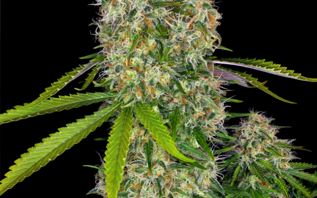 Critical Skunk Feminisierte (Weed Seed Shop) – offizielles Produktbild