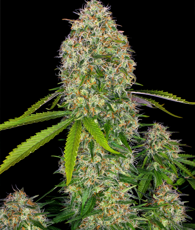 Critical Skunk Feminisierte (Weed Seed Shop) – offizielles Produktbild