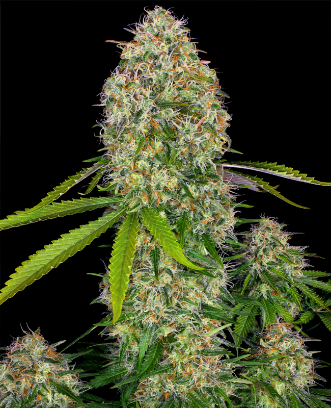 Critical Skunk Feminisierte (Weed Seed Shop) – offizielles Produktbild