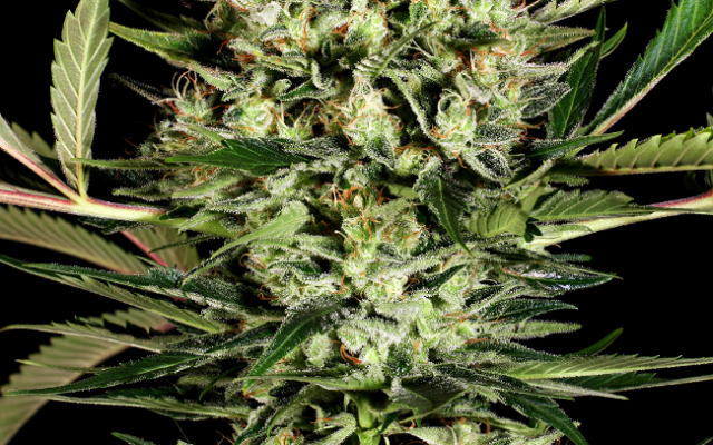 Big Bud Autoflowering (Weed Seed Shop) – offizielles Produktbild