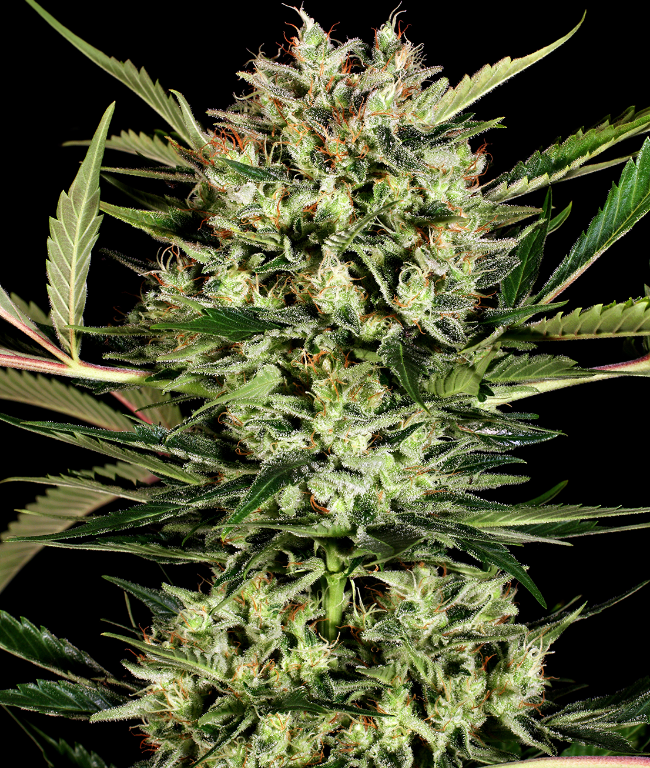 Big Bud Autoflowering (Weed Seed Shop) – offizielles Produktbild
