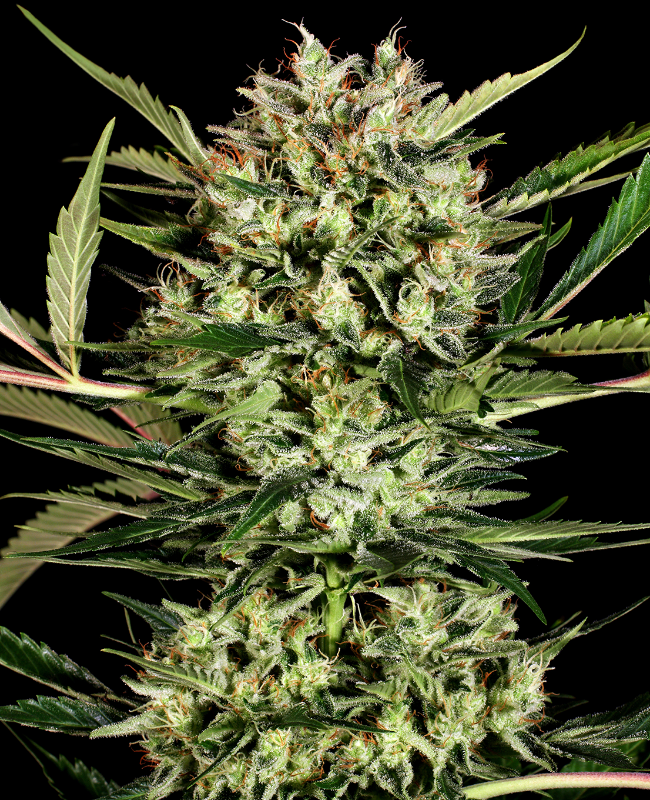 Big Bud Autoflowering (Weed Seed Shop) – offizielles Produktbild