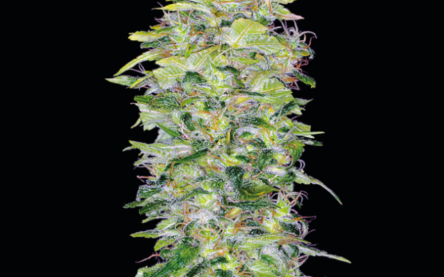 Northern Lights Autoflowering (Weed Seed Shop) – offizielles Produktbild