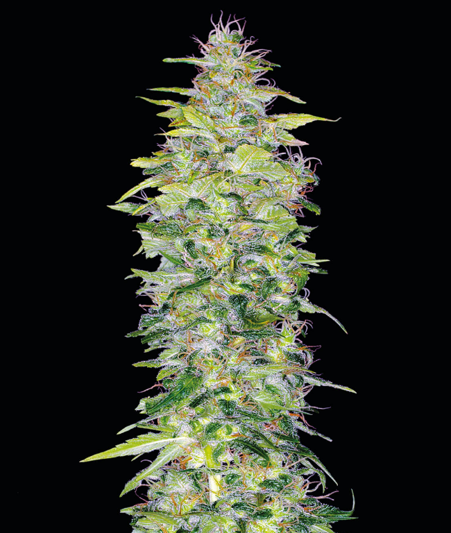 Northern Lights Autoflowering (Weed Seed Shop) – offizielles Produktbild