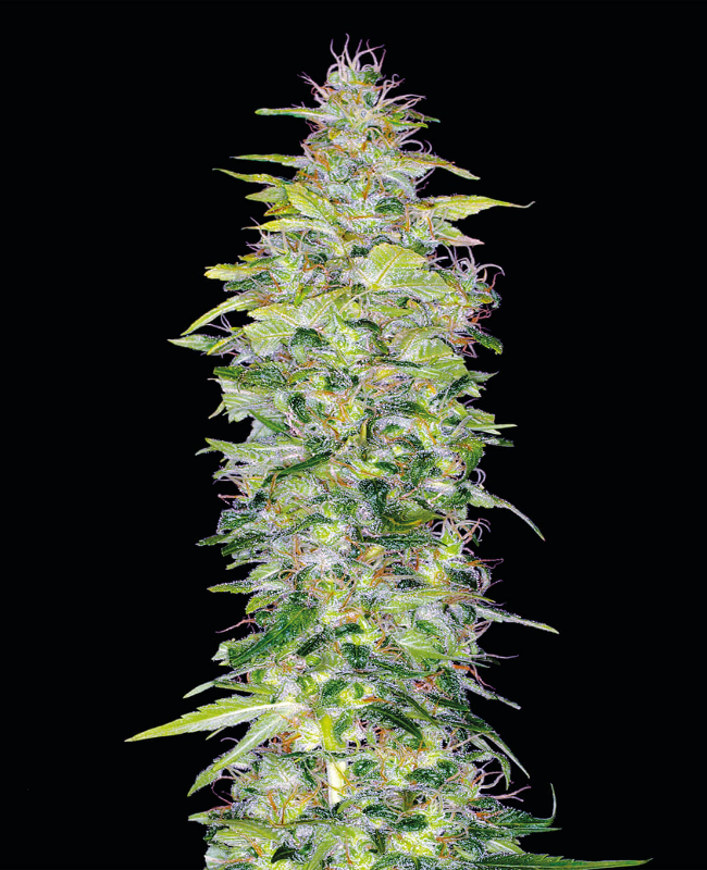 Northern Lights Autoflowering (Weed Seed Shop) – offizielles Produktbild