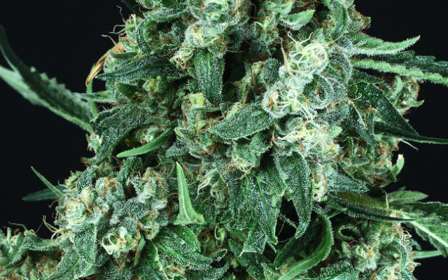 OG Kush Autoflowering (Weed Seed Shop) – offizielles Produktbild
