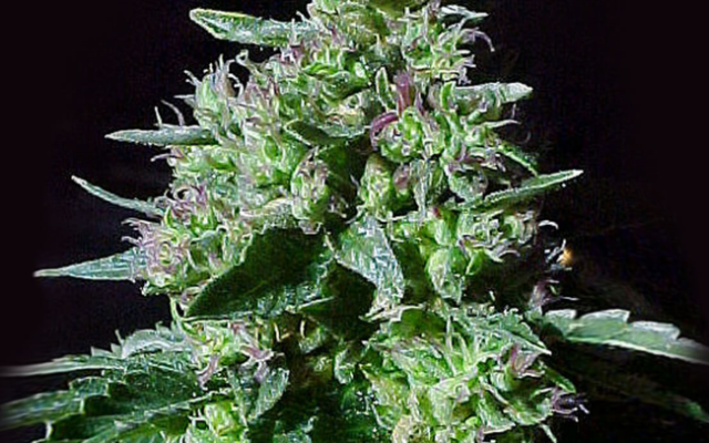 Top 44 Autoflowering (Weed Seed Shop) – offizielles Produktbild