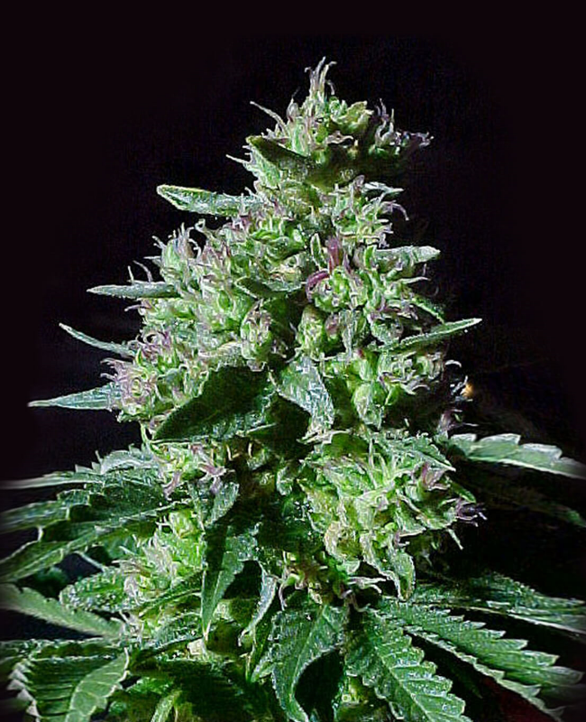 Top 44 Autoflowering (Weed Seed Shop) – offizielles Produktbild
