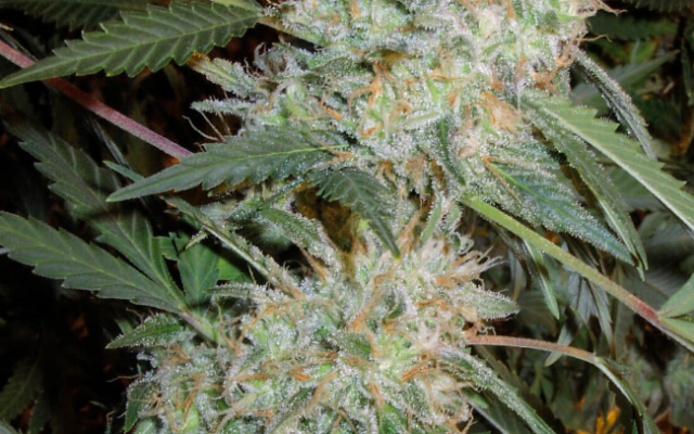 Critical Mass Autoflowering (Weed Seed Shop) – offizielles Produktbild