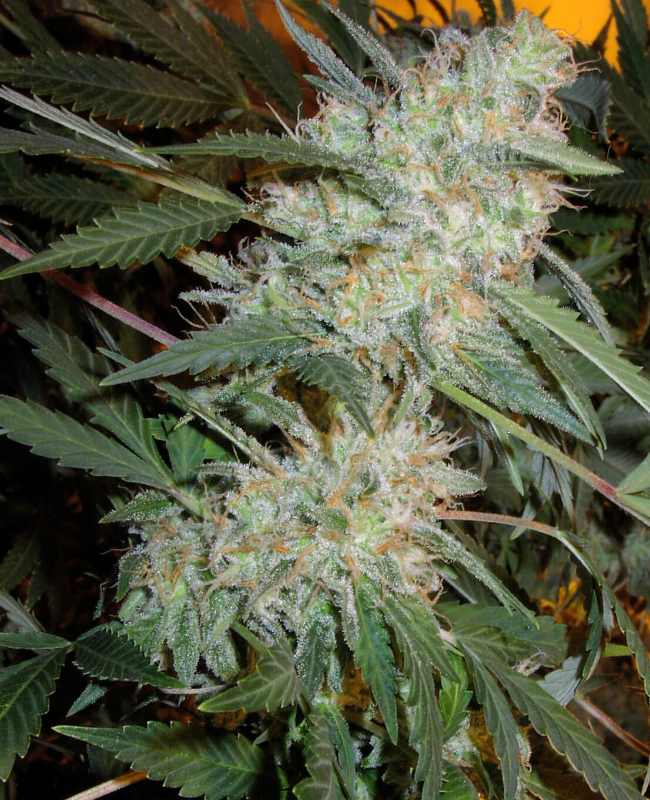 Critical Mass Autoflowering (Weed Seed Shop) – offizielles Produktbild