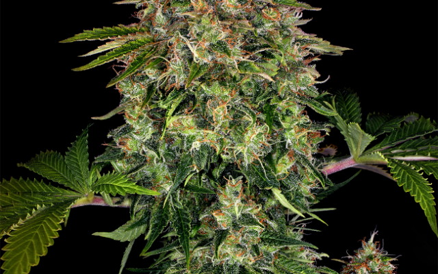Auto CBD Autoflowering (Weed Seed Shop) – offizielles Produktbild