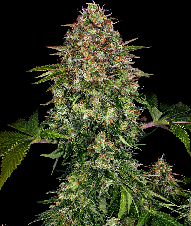 Auto CBD Autoflowering (Weed Seed Shop) – offizielles Produktbild