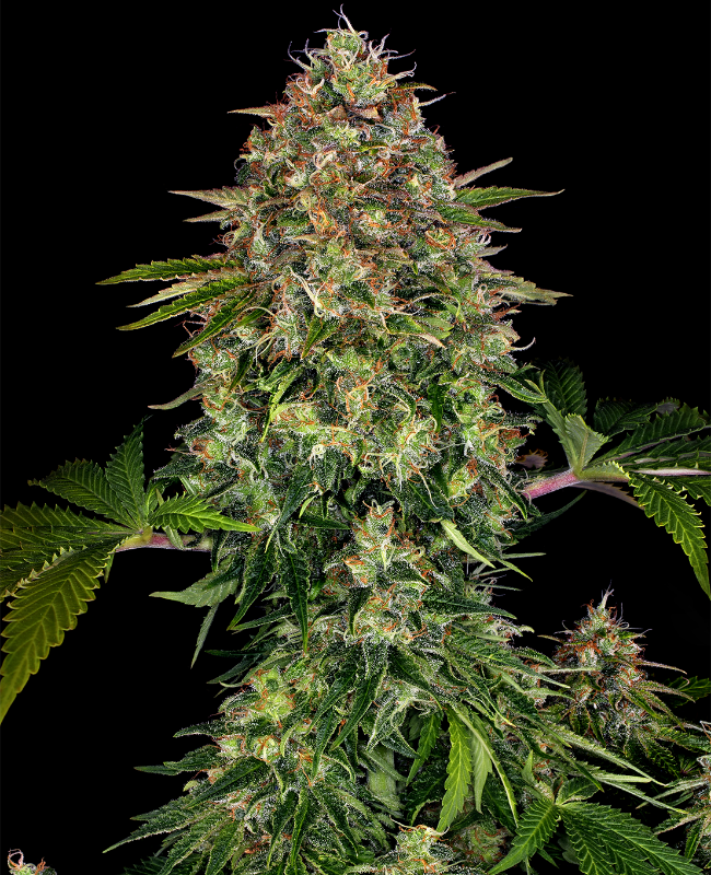 Auto CBD Autoflowering (Weed Seed Shop) – offizielles Produktbild