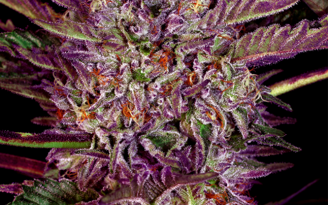 Purple Bud Autoflowering (Weed Seed Shop) – offizielles Produktbild